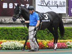 20170625 東京11R パラダイスS 3歳上(OP) ショウナンアチーヴ 03