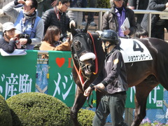 20140316 中山6R ショウナンラグーン 08