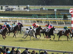 20150221 東京6R 4歳上500万下 マイネルグルマン 11