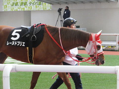 20170225 阪神9R 丹波特別(500) レーヌドブリエ 06