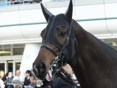 20140117 中山競馬場 ヴィルトグラーフ 09