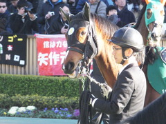 20170212 東京11R 共同通信杯(G3) ビルズトレジャー 16