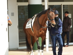 20180224 中山4R 4歳上障害未勝利 トーセンカナロア 02