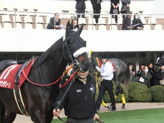 20150125 中山11R AJCC(G2) ショウナンラグーン 02