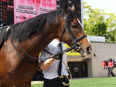 20150425 京都9R 比良山特別 ビップレボルシオン 08