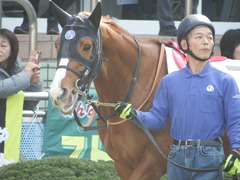 20180224 中山4R 4歳上障害未勝利 アッシュゴールド 02