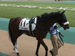 20160423 東京5R 3歳未勝利 アークアーセナル 08