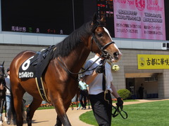 20150425 京都9R 比良山特別 ビップレボルシオン 05