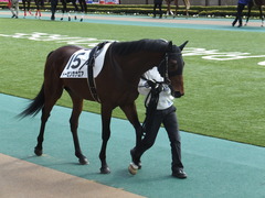 20150221 東京5R 3歳未勝利 トーセンカナロア 04