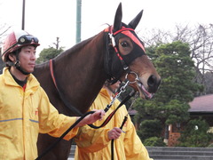 20151224 大井2R 2歳新馬 マルカンヒラリー 11