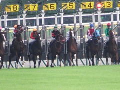 20171104 東京9R 南武特別(1000) ホウオウドリーム 13