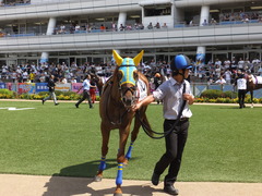 20160910 中山4R 3歳上障害未勝利 ワイルドジーク 06