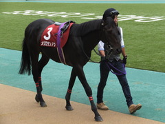 20141012 東京8R 東京HJ メジロサンノウ 06
