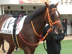 20181223 中山3R 2歳未勝利 ピンシェル 03