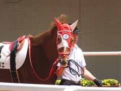 20160618 阪神8R 3歳上牝馬500万下 レーヌドブリエ 05