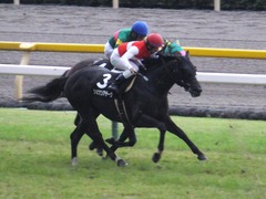 20170625 東京11R パラダイスS 3歳上(OP) ショウナンアチーヴ 19