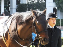 20140308 中山4R メジロサンノウ 09