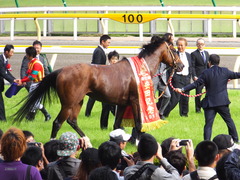 20150607 東京11R 安田記念(G1) モーリス 21