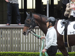 20141108 東京4R トーセンカナロア 03