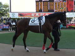 2013 中山競馬場 オウケンブラック 03