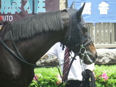20190504 東京4R 3歳未勝利 ショウナンサジン 12