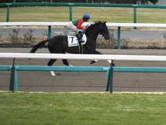 20150315 中山2R 3歳未勝利 コスモポッポ 10