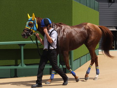 20160910 中山4R 3歳上障害未勝利 ワイルドジーク 16