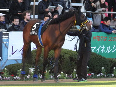 20161210 中山10R アクアラインS(1600) ノーモアゲーム 13