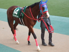 20181117 東京11R 東スポ杯2歳S(G3) アドマイヤスコール 09