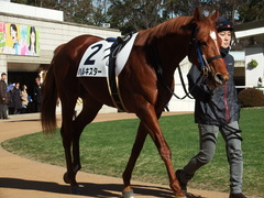 20180113 京都5R 3歳未勝利 ハルキスター 10