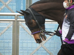 20190323 中山9R ミモザ賞 3歳牝馬(500) トロハ 07