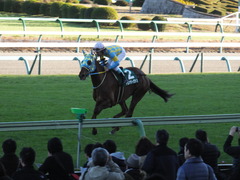 20151219 中山11R ターコイズS(重) アルマディヴァン 13