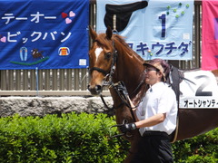 20160604 東京3R 3歳未勝利 オートシャンティ 06