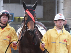 20151224 大井2R 2歳新馬 マルカンヒラリー 08