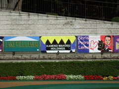 20181110 東京6R 2歳メイクデビュー カヌメラビーチ 01