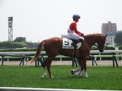 20180722 函館5R 2歳メイクデビュー クラサーヴィツァ 21