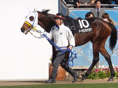 20170226 中山9R 富里特別4上(500) トーセンカナロア 10