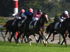 20151012 東京7R 3歳上500万下 ツクバアスナロ 14