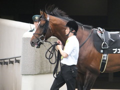 20160528 東京9R 富嶽賞(1000) プエルト 03