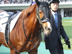 20160131 東京1R 3歳未勝利 ホウオウマリリン 01