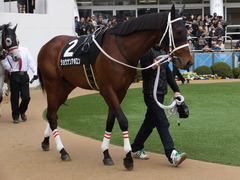 20150321 中山10R 韓国馬事会杯 ショウナンアポロン 09