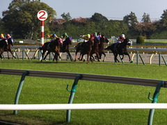 20131117 東京 ショウナンアチーヴ 15
