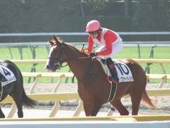 20181021 東京3R 2歳未勝利 クラサーヴィツァ 19