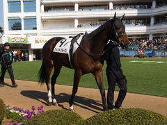 20140117 中山競馬場 ヴィルトグラーフ 06