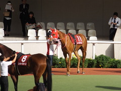 20150920 阪神11R ローズS(G2) レーヌドブリエ 13