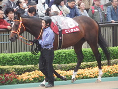 20190427 東京11R 青葉賞(G2) ピンシェル 09