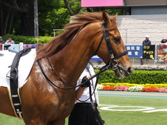 20160521 東京3R 3歳未勝利 オートシャンティ 07