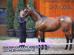 シアトルサンセット2014