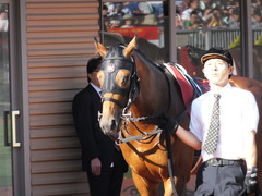 20140921 新潟11R セントライト記念 オウケンブラック 02