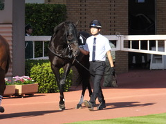 20161016 新潟11R 信越S(OP) ショウナンアチーヴ 03